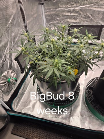 1st grow — flower, day 40