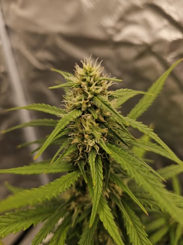 Blue Dream — flower, day 55