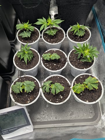 Esquejes — seedling_rooting, day 11