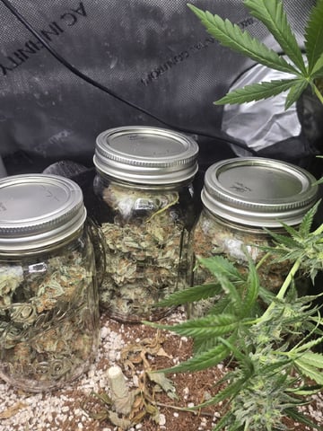 Coco Grow — harvest, day 102