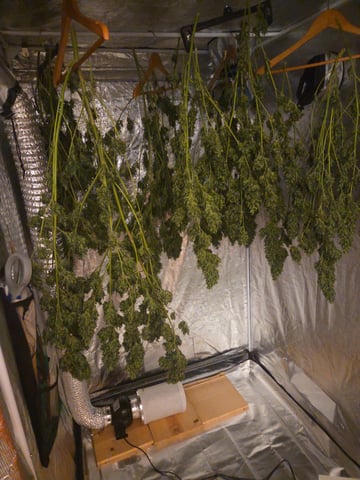 1st indoor grow 8 smaller plan t s — seedling_rooting, day 1