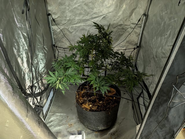 White Widow? — flower, day 25