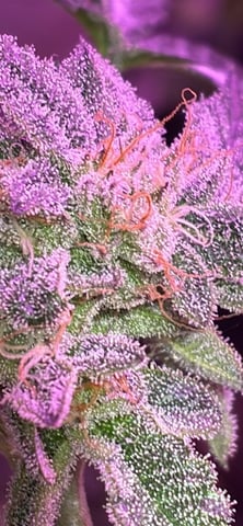 White Widow & Skittlez — flower, day 54