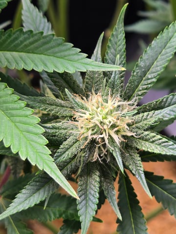 Purple Haze  — flower, day 80