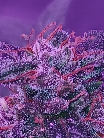 CountryG  — seedling_rooting, day 64