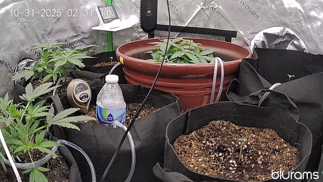 Bruce Banner (Auto) — vegetative, day 19