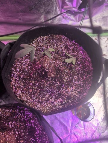 2025-26 — seedling_rooting, day 7