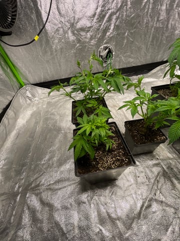 Clones GodFather OG Clones — vegetative, day 22