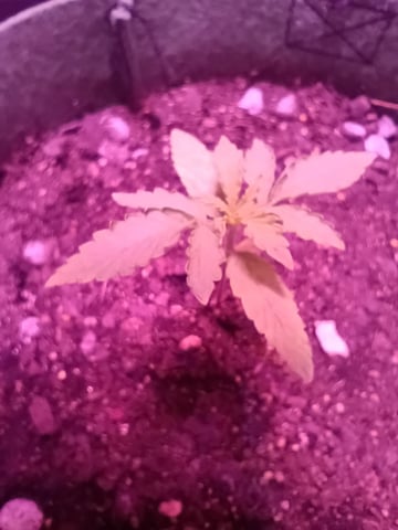 First autos  — seedling_rooting, day 15