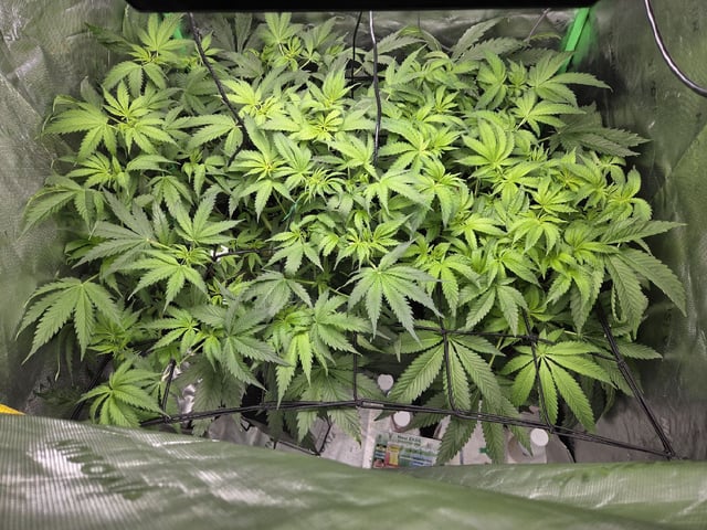 White Widow + Papaya Bomb — flower, day 51