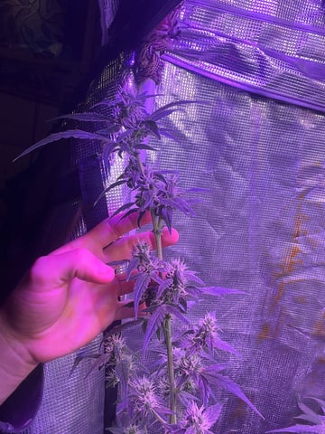 Queen B  — flower, day 68