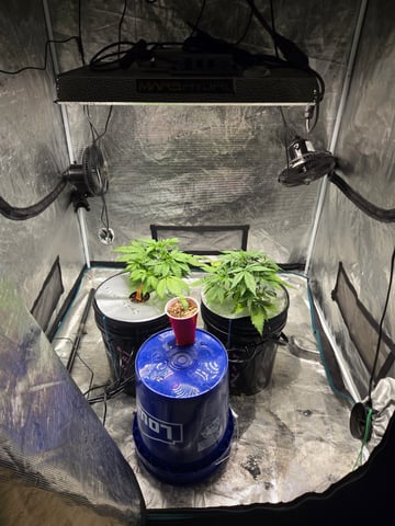 RQS Cookies Gelato — vegetative, day 26