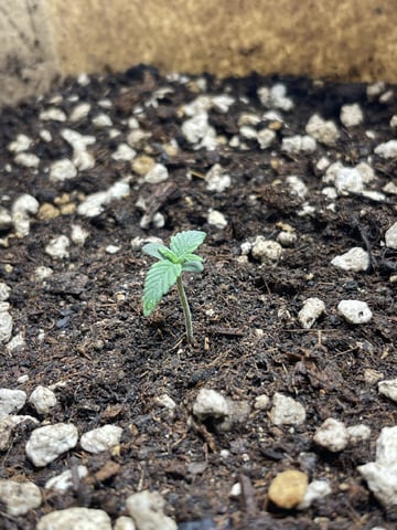 3x3 Grow — flower, day 14