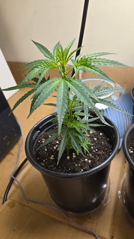 Blue Dream Clones — vegetative, day 8