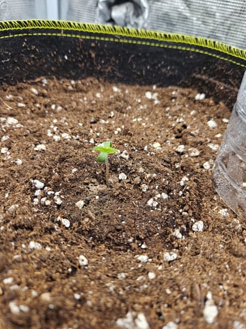 Double Trouble  — germination, day 4