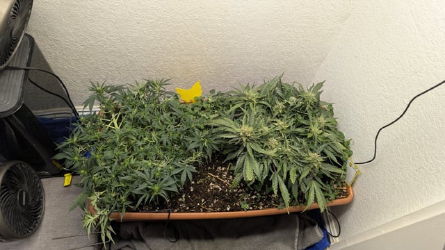 Quick Auto Summer Grow — flower, day 41