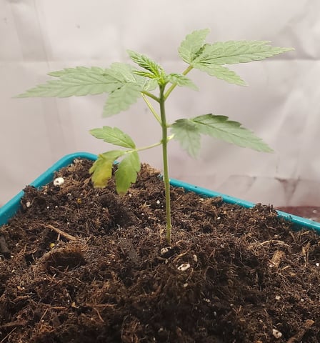 Plant 10A — vegetative, day 25