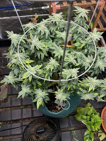 back to my roots.  — flower, day 29