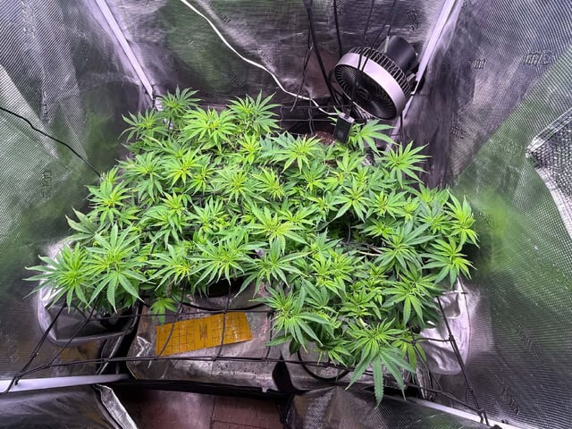 Blue Dream Feminized 