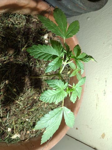 My 1st grow 2 big pots 9 small containers — vegetative, day 10