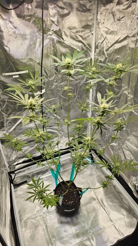 Princess Piper — flower, day 4