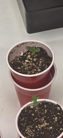 Maple Nectar  — seedling_rooting, day 7