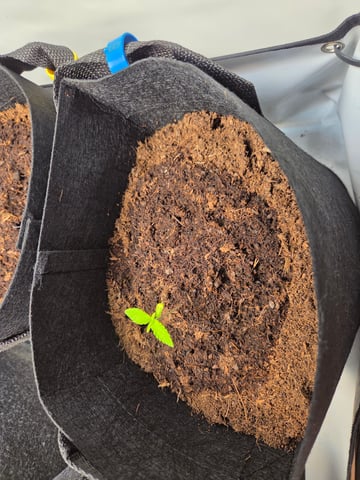 Box 1 — grow_setup, day 1