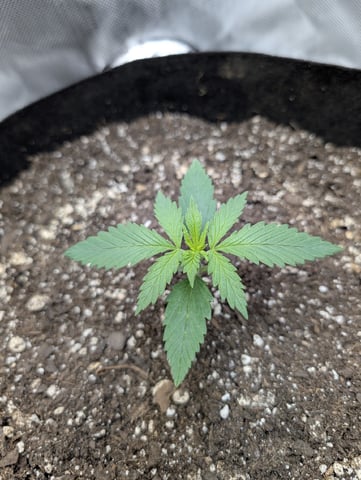 Cinderella 99 — vegetative, day 15