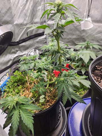 Mephisto Apple Crush in Nature's Living Soil  — vegetative, day 40