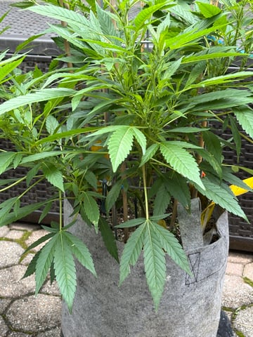 green crack (Cush) with a C — vegetative, day 26