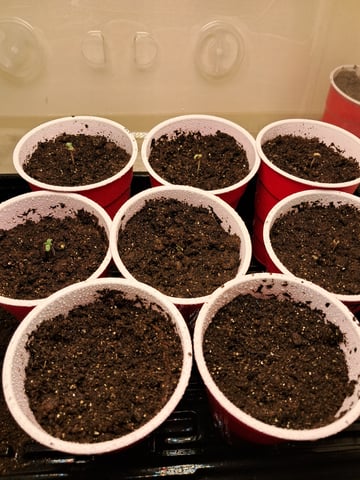 re-start new germination — seedling_rooting, day 4