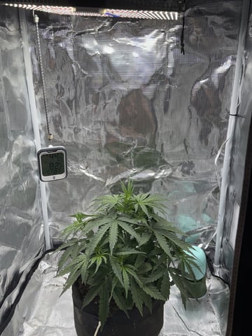 Indoor — vegetative, day 31