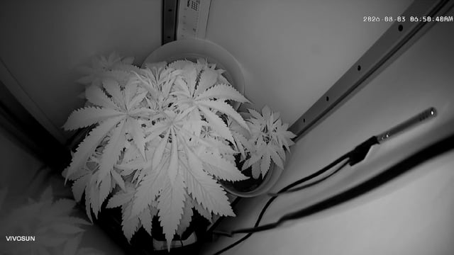 Blue Dream — flower, day 32