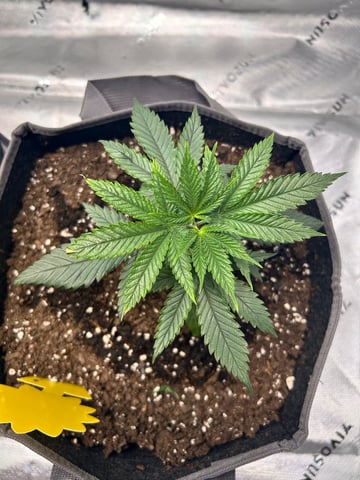 First Ever Grow GT — vegetative, day 27