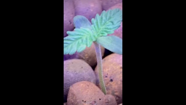 1st Ever Grow (Fat Bastard)(RDWC)  — seedling_rooting, day 8