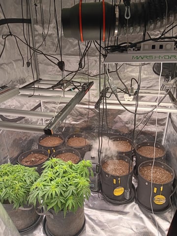 Gurilla Glue #4 × Samsquatch autos — seedling_rooting, day 11