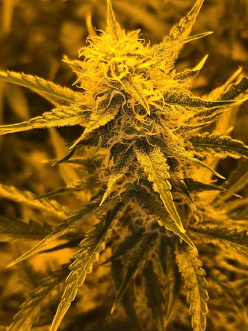 3rd Auto Grow — flower, day 75