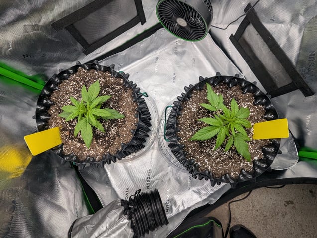 Titan F1 grow  — vegetative, day 21