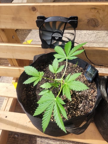 Clones And Hermie Seeds — vegetative, day 35