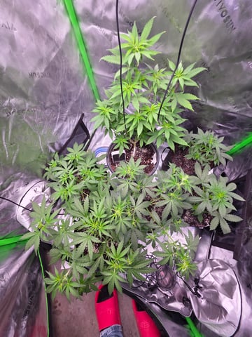 Auto RuntzxWreck — vegetative, day 11