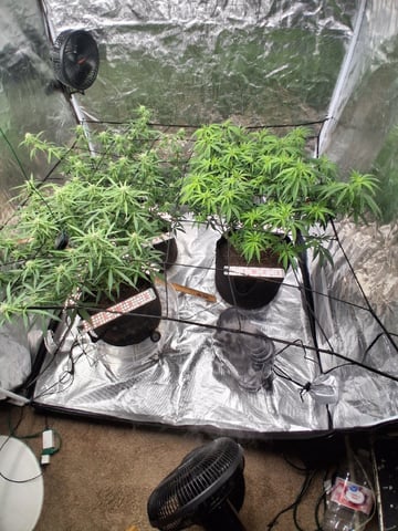 Seedman mix auto & seedman mix auto & GodFather OG — flower, day 73