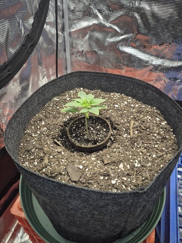 Grow 1 2026 Dream Widow — vegetative, day 19