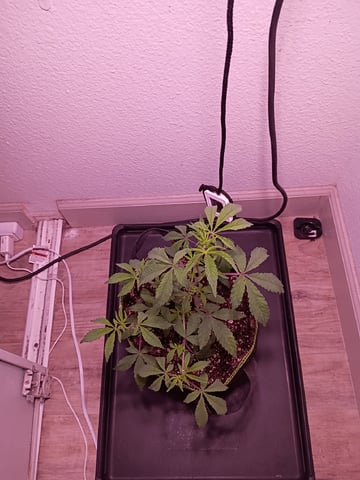 FKAFL — vegetative, day 13