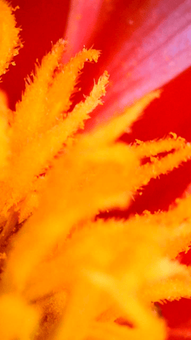 dahlia breeding — flower, day 15