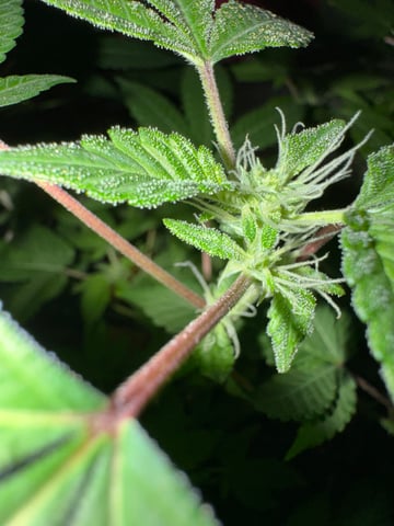 OG Kush — flower, day 74