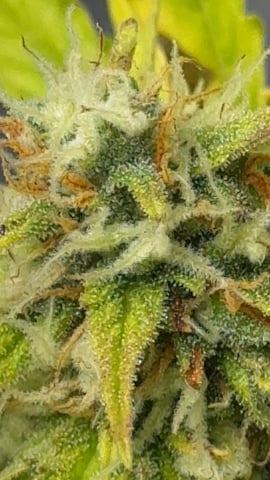 Indoor — auto, day 63