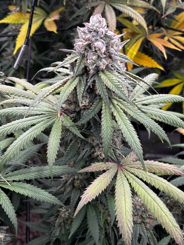 Pink Passion Fruit — flower, day 101