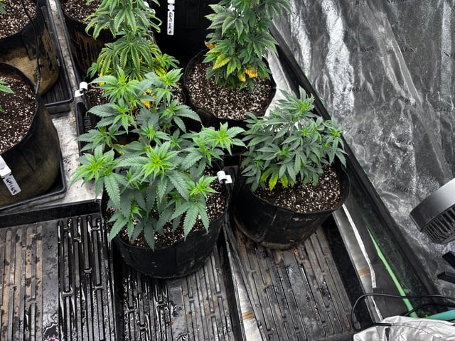 Mixed Freebies — vegetative, day 55