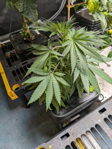 Black African Magic — vegetative, day 37