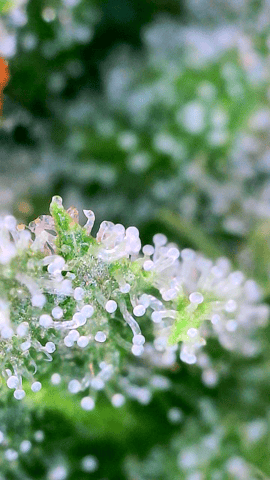 Black African Magic — flower, day 119